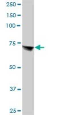 Western Blot: Annexin A6 Antibody [H00000309-B01P] - Analysis of ANXA6 expression in human kidney.