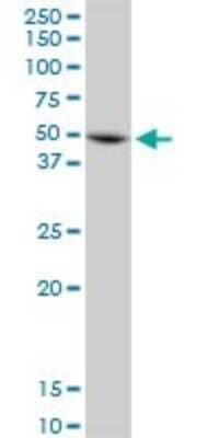 Western Blot: Annexin A7 Antibody [H00000310-B01P] - Analysis of ANXA7 expression in HeLa.