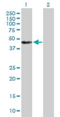 Western Blot: Annexin A7 Antibody [H00000310-B01P] - Analysis of ANXA7 expression in transfected 293T cell line by ANXA7 polyclonal antibody.  Lane 1: ANXA7 transfected lysate(51.26 KDa). Lane 2: Non-transfected lysate.