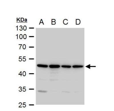 Western Blot: Annexin A7 Antibody [NBP1-31442] - A. 30 ug 293T whole cell extractB. 30 ug A431 whole cell extractC. 30 ug HeLa whole cell extractD. 30 ug HepG2 whole cell extract10 % SDS-PAGE Annexin VII antibody dilution: 1:1000