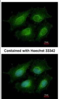 Immunocytochemistry/Immunofluorescence: Annexin A8/ANXA8 Antibody [NBP2-15410] - Analysis of methanol-fixed HeLa, using antibody at 1:200 dilution.