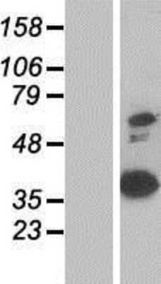 Western Blot Annexin A8/ANXA8 Overexpression Lysate