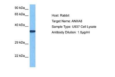 Western Blot: Annexin A8 like2 Antibody [NBP2-86575] - Host: Rabbit. Target Name: ANXA8. Sample Tissue: U937 Whole cell lysates. Antibody Dilution: 1.0ug/ml