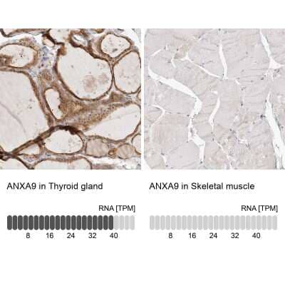 Immunohistochemistry-Paraffin: Annexin A9 Antibody [NBP1-90152] - Staining in human thyroid gland and skeletal muscle tissues using anti-ANXA9 antibody. Corresponding ANXA9 RNA-seq data are presented for the same tissues.