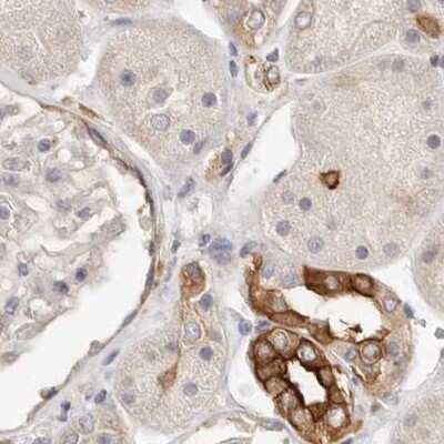 Immunohistochemistry-Paraffin: Annexin A9 Antibody [NBP1-90152] - Staining of human kidney.