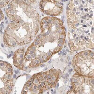Immunohistochemistry-Paraffin: Annexin A9 Antibody [NBP1-90153] - Staining of human kidney.