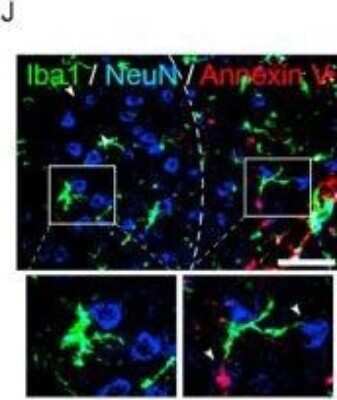 Immunocytochemistry/Immunofluorescence: Annexin V Antibody [NB100-1930] - IL-1R1fl/fl Delta Nestin mice are protected against brain injury and alter microglia-neuron interactions. Immunostaining reveals neuronal expression of cre recombinase in IL-1R1fl/fl Delta Nestin mice 48?h after tamoxifen administration. n?=?10. *p?less than or equal ?0.05, **p?less than or equal ?0.01. All parametric data are expressed as means?+-?SEM, medians are shown in the case of neurological scores. Scale bars: A, I, 10?um; E, J, 50?um. (For interpretation of the references to colour in this figure legend, the reader is referred to the web version of this article.) Image collected and cropped by CiteAb from the following publication (//linkinghub.elsevier.com/retrieve/pii/S0889159118304033) licensed under a CC-BY license.