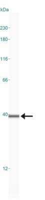 Simple Western: Annexin V Antibody [NB100-1930] - Simple Western lane view shows a specific band for Annexin V in 0.2 mg/mL of Jurkat lysate. This experiment was performed under reducing conditions using the 12-230 kDa separation system.