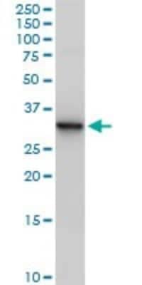 Western Blot: Annexin V Antibody [H00000308-B01P] - Analysis of ANXA5 expression in HepG2.