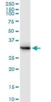 Western Blot: Annexin V Antibody [H00000308-D01P] - Analysis of ANXA5 expression in HepG2.