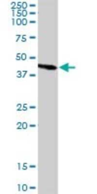 Western Blot: Annexin V Antibody [H00000308-D01P] - Analysis of ANXA5 expression in mouse liver.