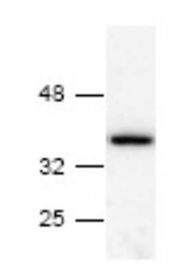 Western Blot: Annexin V Antibody [NB100-1930] - Analysis of Annexin A5 in Jurkat cell lysate.