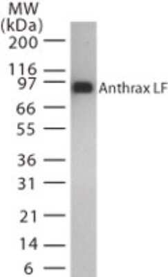 Western Blot: Anthrax LF Antibody (5F502.2) - Azide Free [NBP2-33235] - analysis of Anthrax LF in recombinant protein using Anthrax LF antibody at 0.1 ug/ml. Image from the standard format of this antibody.