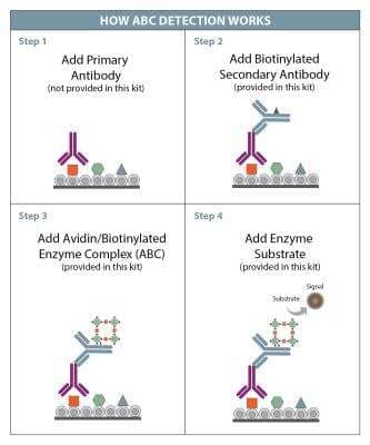 Immunohistochemistry: Anti-Goat HRP-DAB IHC Detection Kit [CTS008-NOV]