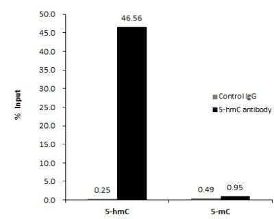 Methylated DNA Immunoprecipitation: Antibody (GT13612) - Human genomic DNA (500 ng) mixed with methylated cytosine standard kit were subjected to MeDIP at dilution of 1:500 and analyzed with semi-quantitative PCR. The immunoprecipitated DNA was plotted as % of input DNA.