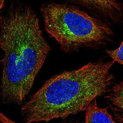 Immunocytochemistry/Immunofluorescence: Apc1 Antibody [NBP2-37901] - Immunofluorescent staining of human cell line U-2 OS shows localization to vesicles. Antibody staining is shown in green.