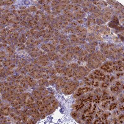 Immunohistochemistry-Paraffin: Apc1 Antibody [NBP2-37901] - Staining of human pancreas shows strong cytoplasmic positivity in exocrine glandular cells.