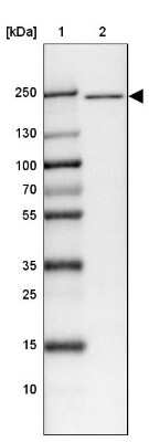 Western Blot: Apc1 Antibody [NBP1-90141] - Lane 1: Marker  [kDa] 250, 130, 100, 70, 55, 35, 25, 15, 10.  Lane 2: HELA