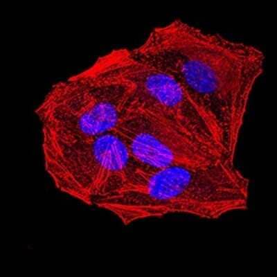 Immunocytochemistry/Immunofluorescence: Apc10 Antibody (3E9A9) [NBP2-61888] - Analysis of Hela cells using ANAPC10 mouse mAb. Blue: DRAQ5 fluorescent DNA dye. Red: Actin filaments have been labeled with Alexa Fluor- 555 phalloidin.