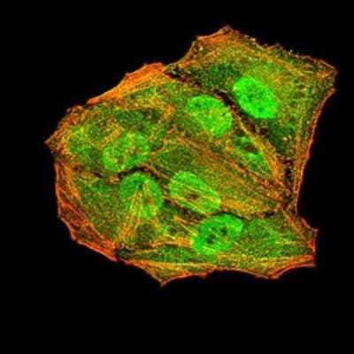 Immunocytochemistry/Immunofluorescence: Apc10 Antibody (3E9A9) [NBP2-61888] - Analysis of Hela cells using ANAPC10 mouse mAb (green). Blue: DRAQ5 fluorescent DNA dye. Red: Actin filaments have been labeled with Alexa Fluor- 555 phalloidin. Goat anti-Mouse IgG (H+L) DyLight 488 secondary antibody was used. 