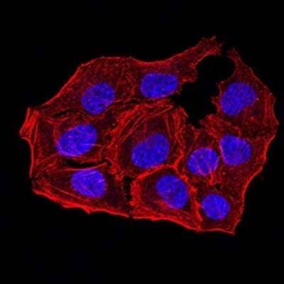 Immunocytochemistry/Immunofluorescence: Apc10 Antibody (8F1D10) [NBP2-61889] - Analysis of Hela cells using ANAPC10 mouse mAb. Blue: DRAQ5 fluorescent DNA dye. Red: Actin filaments have been labeled with Alexa Fluor- 555 phalloidin.