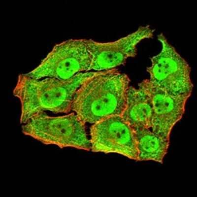 Immunocytochemistry/Immunofluorescence: Apc10 Antibody (8F1D10) [NBP2-61889] - Analysis of Hela cells using ANAPC10 mouse mAb (green). Blue: DRAQ5 fluorescent DNA dye. Red: Actin filaments have been labeled with Alexa Fluor- 555 phalloidin. Goat anti-Mouse IgG (H+L) DyLight 488 secondary antibody was used. 