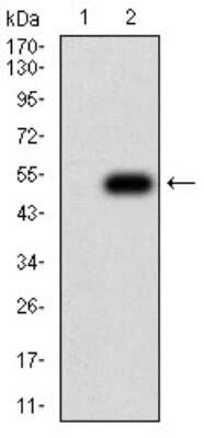 Western Blot: Apc10 Antibody (8F1D10) [NBP2-61889] - Analysis using ANAPC10 mAb against HEK293 (1) and ANAPC10 (AA: 1-185)-hIgGFc transfected HEK293 (2) cell lysate.