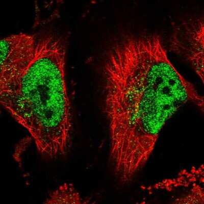 Immunocytochemistry/Immunofluorescence: Apc10 Antibody [NBP2-14291] - Immunofluorescent staining of human cell line U-251 MG shows localization to nucleoplasm & the Golgi apparatus.