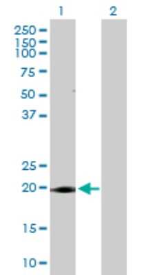Western Blot: Apc10 Antibody [H00010393-D01P] - Analysis of ANAPC10 expression in transfected 293T cell line by ANAPC10 polyclonal antibody.Lane 1: ANAPC10 transfected lysate(21.30 KDa).Lane 2: Non-transfected lysate.