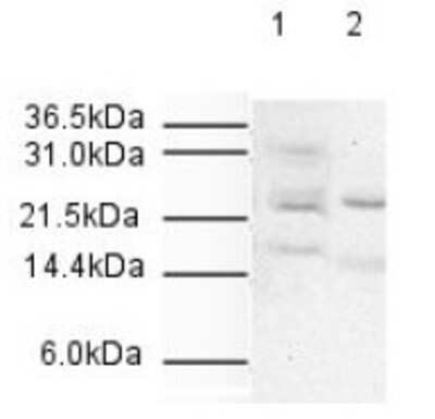 Western Blot: Apc10 Antibody [NB600-887] - Antibody was used at a 1:500 dilution to detect human APC10 by western blot. Both HeLa whole cell lysate (lane 1) and nuclear lysate (lane 2) were probed using this antibody. Approximately 20 ug of each lysate was loaded onto a 10% SDS-PAGE gel. Primary antibody was reacted with the membrane at room temperature for 1 h. After subsequent washing, a 1:2,000 dilution of HRP conjugated Gt-a- Rabbit IgG was used for visualization. Exposure time was 5 min. The expected molecular weight of human APC10 is 21 kDa.