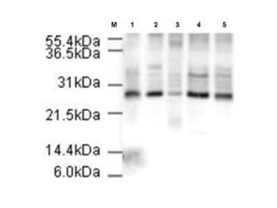 Western Blot Apc10 Antibody