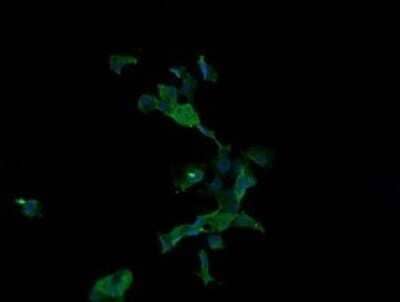 Immunocytochemistry/Immunofluorescence: Apc11 Antibody (OTI3F5) - Azide and BSA Free [NBP2-71939] - Analysis of COS7 cells transiently transfected by pCMV6-ENTRY ANAPC11.