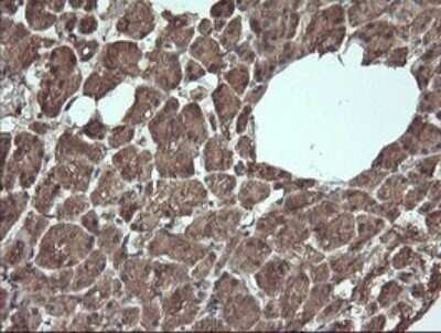 Immunohistochemistry: Apc11 Antibody (OTI3F5) - Azide and BSA Free [NBP2-71939] - Analysis of Human pancreas tissue. (Heat-induced epitope retrieval by 10mM citric buffer, pH6.0, 120C for 3min)
