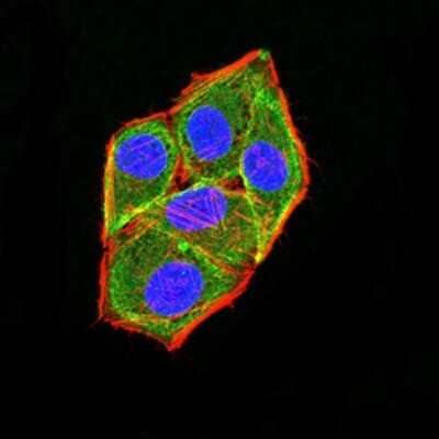 Immunocytochemistry/Immunofluorescence: Apc2 Antibody (3A2G2) [NBP2-61656] - Analysis of Hela cells using APC2 mouse mAb (green). Blue: DRAQ5 fluorescent DNA dye. Red: Actin filaments have been labeled with Alexa Fluor- 555 phalloidin. Goat anti-Mouse IgG (H+L) DyLight 488 secondary antibody was used. 