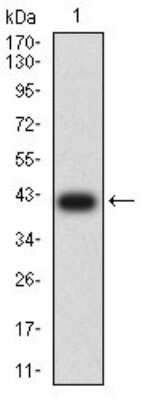 Western Blot: Apc2 Antibody (3A2G2) [NBP2-61656] - Analysis using APC2 mAb against human APC2 (AA: 2041-2181) recombinant protein. (Expected MW is 40.9 kDa)