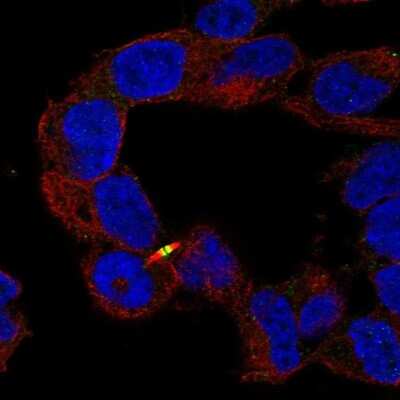 Immunocytochemistry/Immunofluorescence: Apc2 Antibody [NBP2-58859] - Staining of human cell line SH-SY5Y shows localization to cytokinetic bridge.