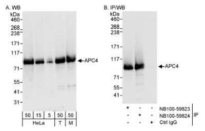 Western Blot Apc4 Antibody