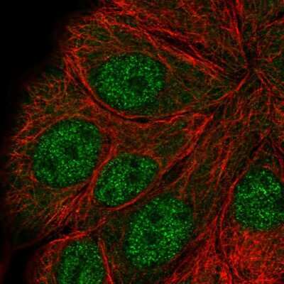 Immunocytochemistry/Immunofluorescence: Apc5 Antibody [NBP2-58426] - Staining of human cell line MCF7 shows localization to nucleoplasm. Antibody staining is shown in green.