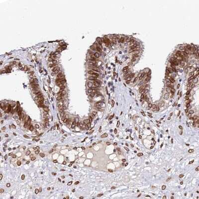 Immunohistochemistry-Paraffin: Apc5 Antibody [NBP1-90136] - Staining of human fallopian tube shows nuclear membrane positivity in glandular cells.