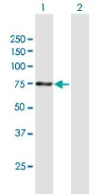 Western Blot: Apc5 Antibody [H00051433-B01P] - Analysis of ANAPC5 expression in transfected 293T cell line by ANAPC5 polyclonal antibody.  Lane 1: ANAPC5 transfected lysate(83.05 KDa). Lane 2: Non-transfected lysate.