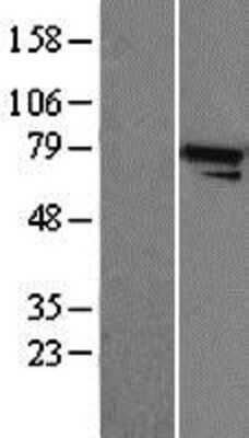 Western Blot: Apc5 Overexpression Lysate (Adult Normal) [NBP2-04352] Left-Empty vector transfected control cell lysate (HEK293 cell lysate); Right -Over-expression Lysate for Apc5.