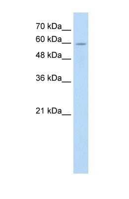 Western Blot Apc7 Antibody