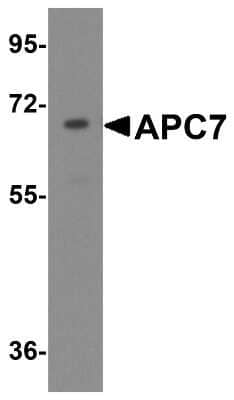 Western Blot Apc7 Antibody - BSA Free