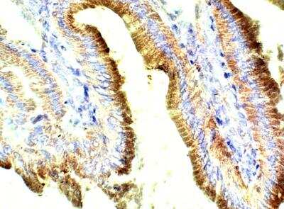 Immunohistochemistry-Paraffin: Apelin Antibody [NBP3-12282] - Rat small intestine. 1:50 dilution in IHC blocking buffer. DAB (brown) staining and Hematoxylin QS (blue) counterstain. 40X magnification.