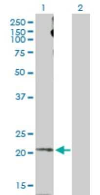 Western Blot: Apelin Antibody [H00008862-D01P] - Analysis of APLN expression in transfected 293T cell line by APLN polyclonal antibody.Lane 1: APLN transfected lysate(13.53 KDa).Lane 2: Non-transfected lysate.