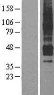 Western Blot: APJ/Apelin receptor Overexpression Lysate [NBL1-07606] - Left-Empty vector transfected control cell lysate (HEK293 cell lysate); Right -Over-expression Lysate for Apelin receptor.