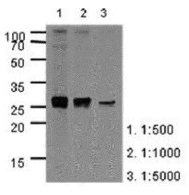 Western Blot: Apolipoprotein A-I/ApoA1 Antibody (1E12) [NBP1-97943] - The extracts of HepG2(40ug) were resolved by SDS-PAGE, transferred to PVDF membrane and probed with anti-human APOA1 (1:500 ~ 1:5000). Proteins were visualized using a goat anti-mouse secondary antibody conjugated to HRP and an ECL detection system.