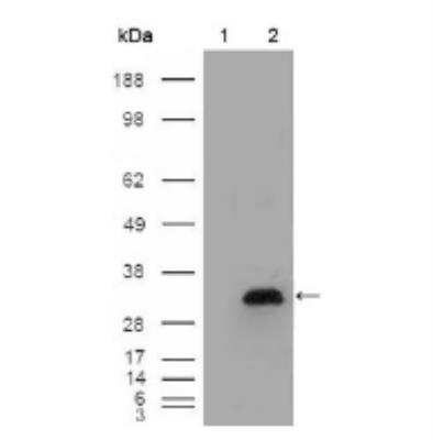 Western Blot: Apolipoprotein A-I/ApoA1 Antibody (5F4F5) [NBP2-59764] - Analysis using APOA1 mouse mAb against HEK293T cells transfected with the pCMV6-ENTRY control (1) and pCMV6-ENTRY APOA1 cDNA (2).