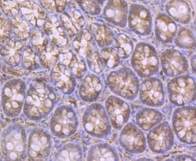 Immunohistochemistry-Paraffin: Apolipoprotein A-II/ApoA2 Antibody (JB70-35) [NBP2-75410] - Analysis of paraffin-embedded rat big intestine tissue using anti-Apolipoprotein A II antibody. Counter stained with hematoxylin.