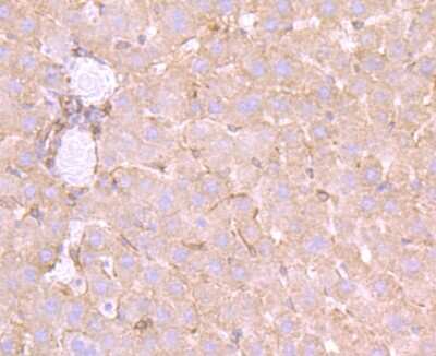 Immunohistochemistry-Paraffin: Apolipoprotein A-II/ApoA2 Antibody (JB70-35) [NBP2-75410] - Analysis of paraffin-embedded rat liver tissue using anti-Apolipoprotein A II antibody. Counter stained with hematoxylin.